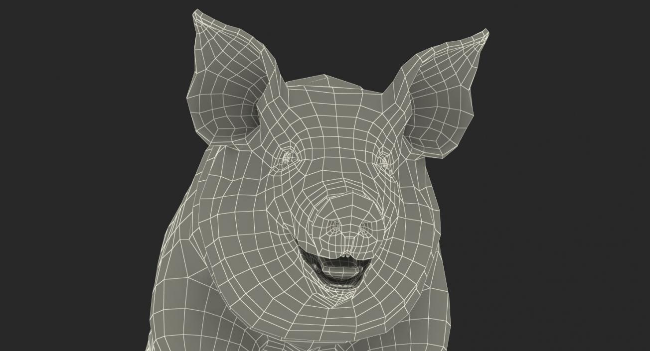 3D Pig Sow Landrace Rigged model