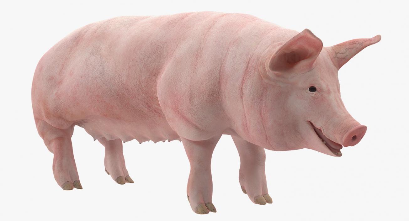 3D Pig Sow Landrace Rigged model