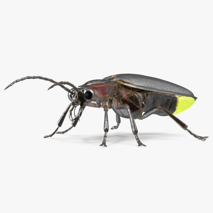 3D Photinus Pyralis Glowing Crawling Pose model