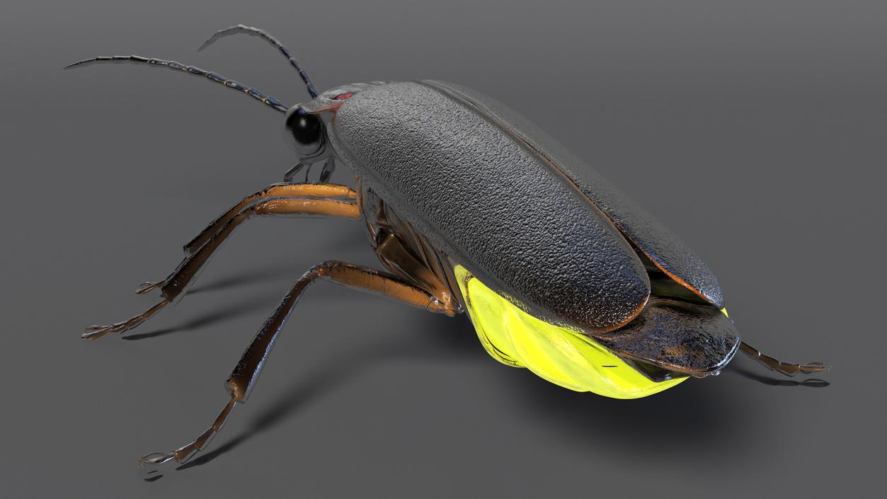 3D Photinus Pyralis Glowing Crawling Pose model