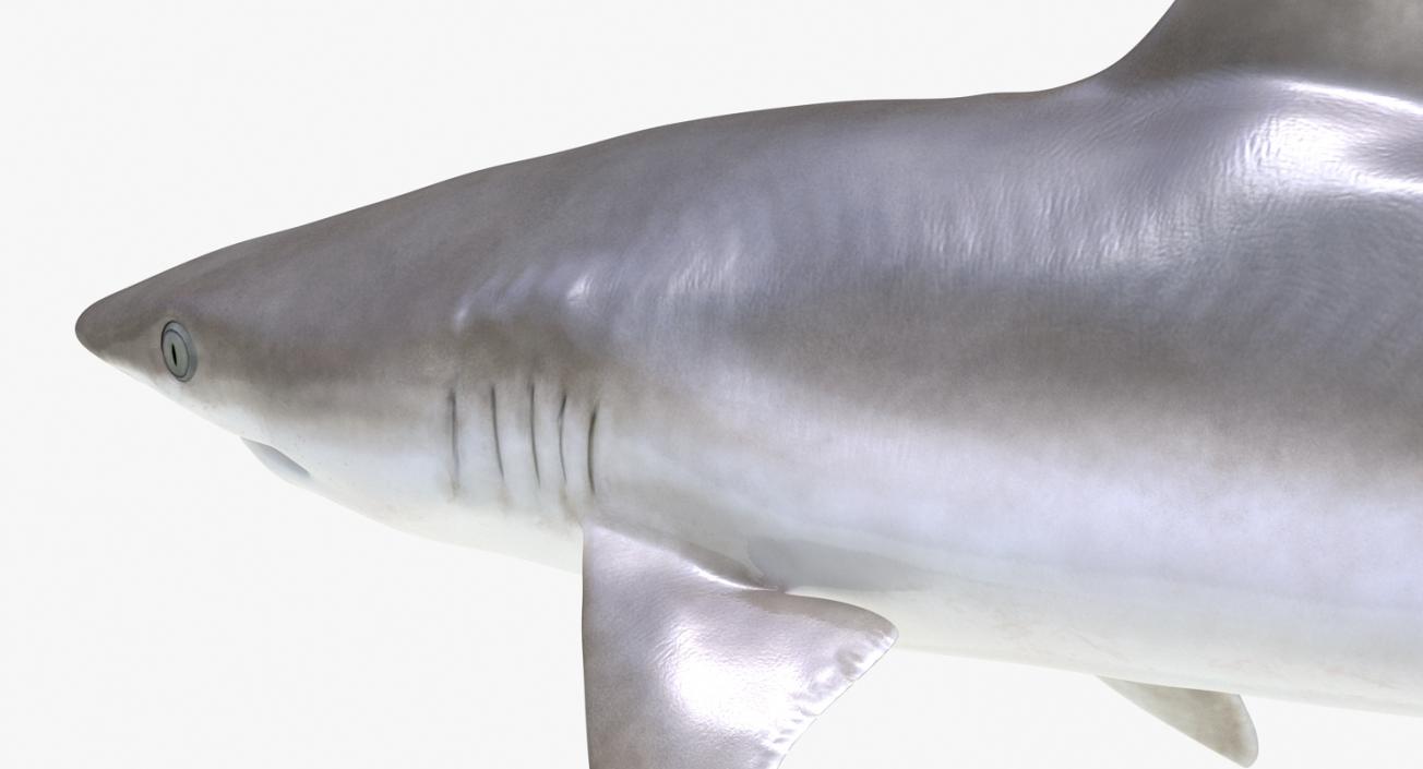 3D Rigged Sharks Big Collection model