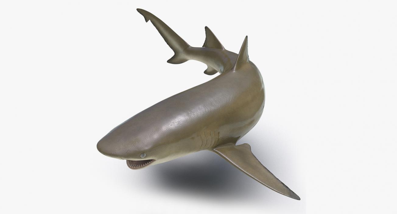 3D Rigged Sharks Big Collection model