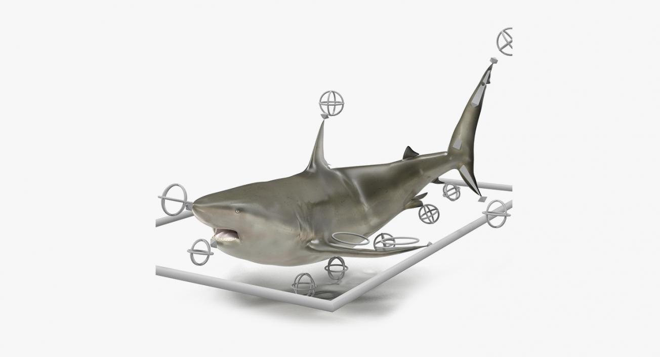 3D Rigged Sharks Big Collection model