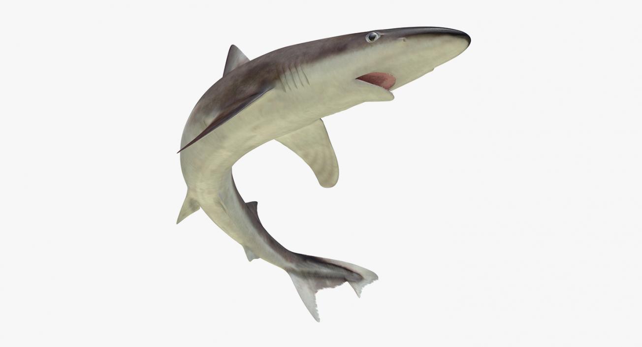 3D Rigged Sharks Big Collection model