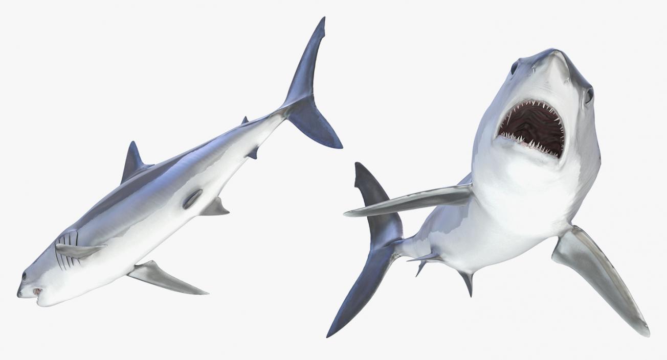 3D Rigged Sharks Big Collection model