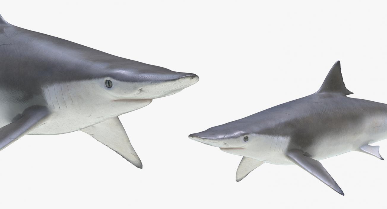 3D Rigged Sharks Big Collection model