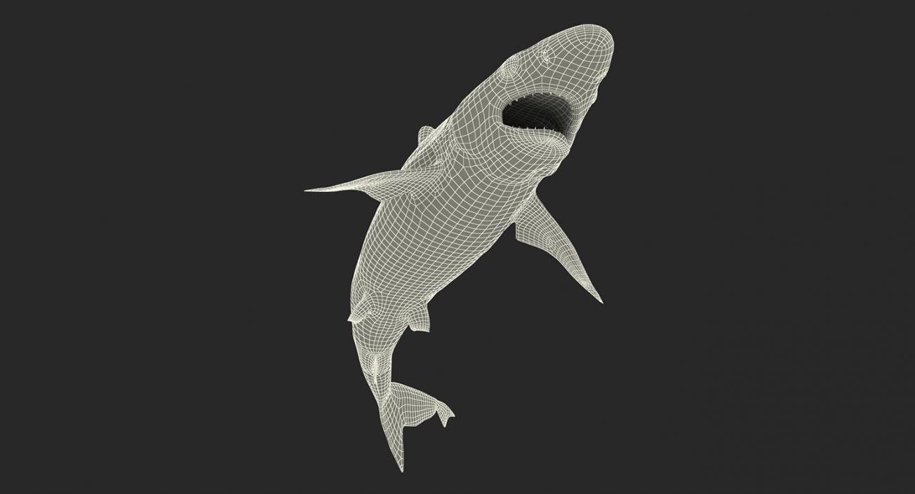 3D Rigged Sharks Big Collection model