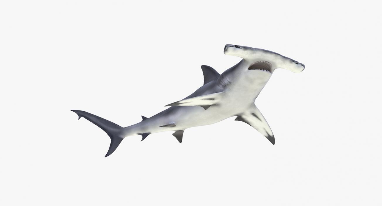 3D Rigged Sharks Big Collection model