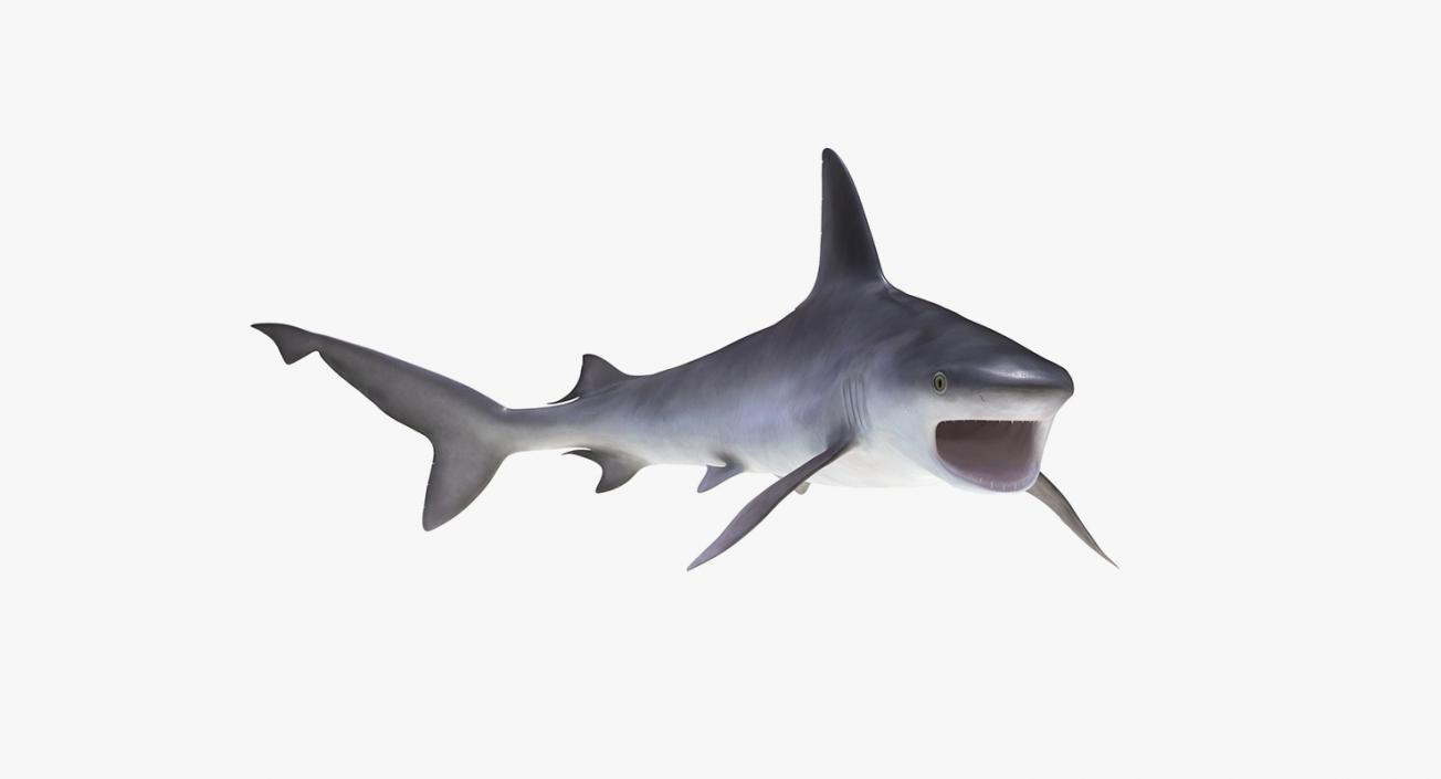 3D Rigged Sharks Big Collection model