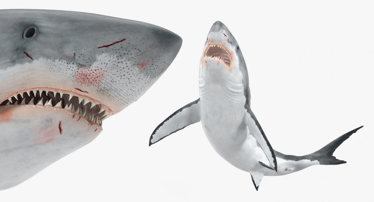 3D Rigged Sharks Big Collection model