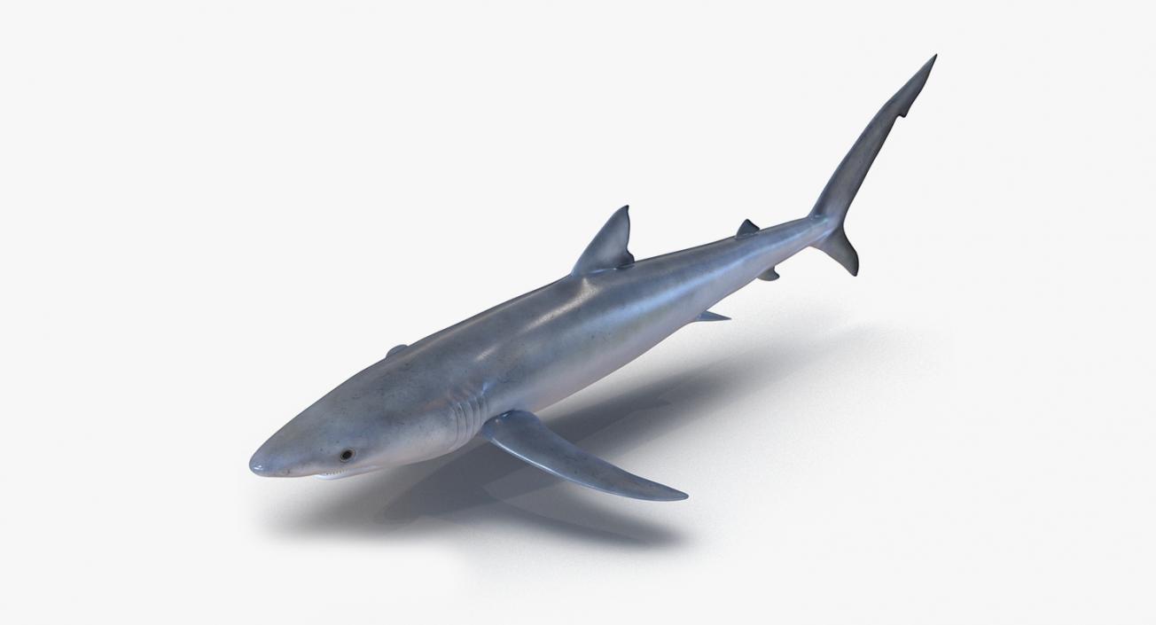 3D Rigged Sharks Big Collection model