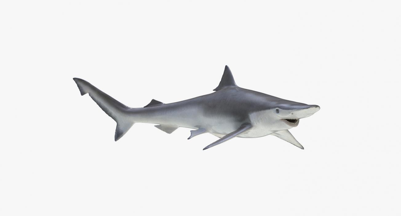 3D Rigged Sharks Big Collection model