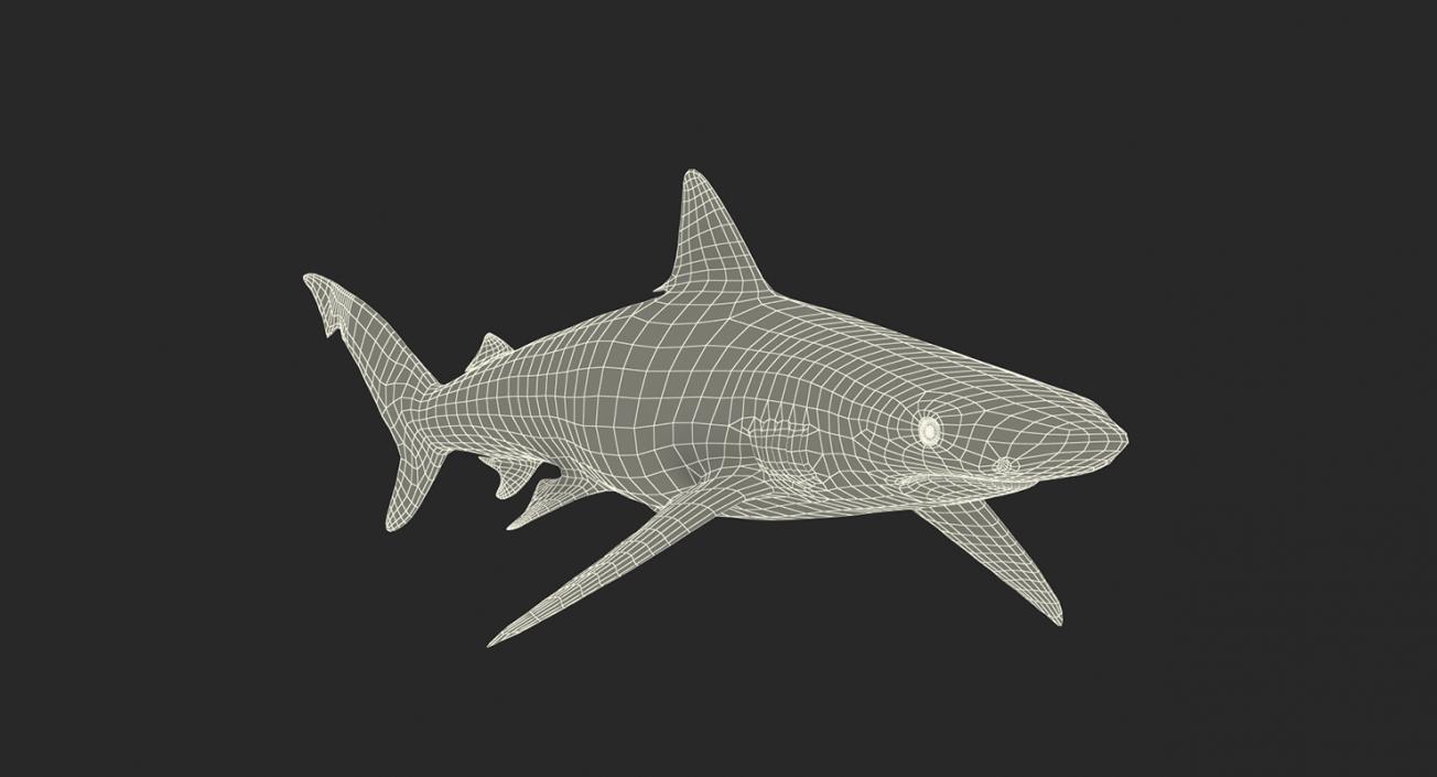 3D Rigged Sharks Big Collection model