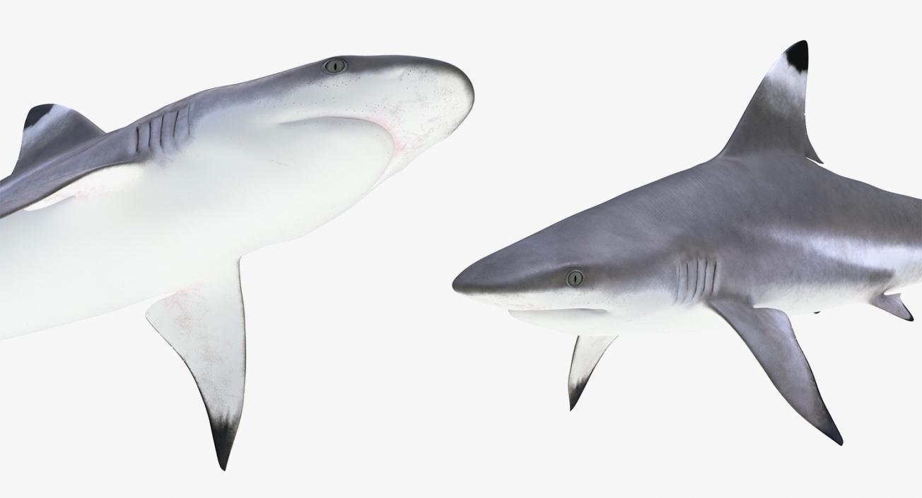 3D Rigged Sharks Big Collection model