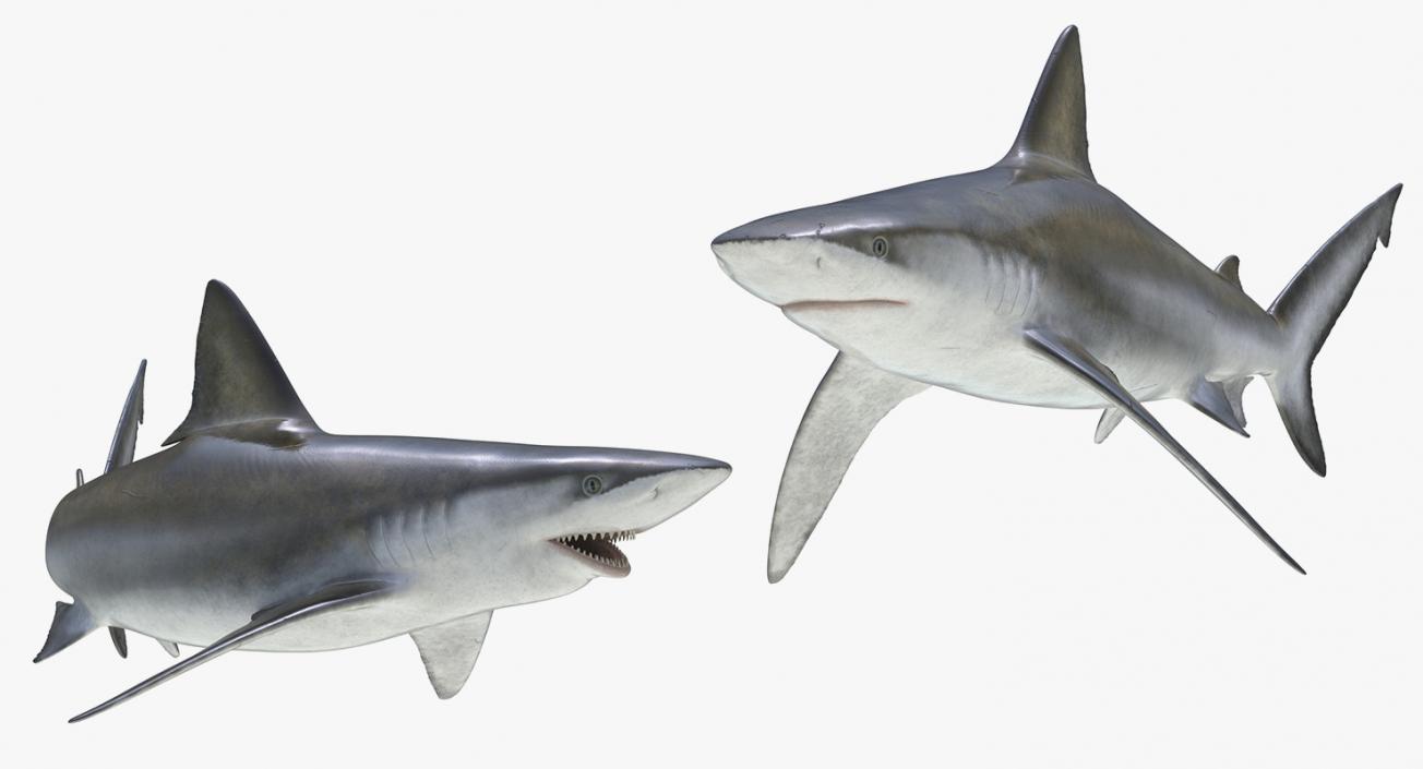 3D Rigged Sharks Big Collection model