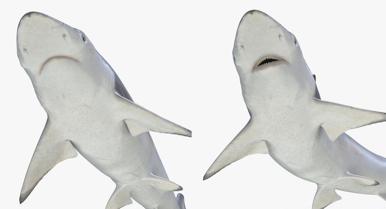 3D Rigged Sharks Big Collection model