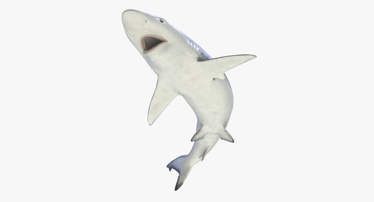 3D Rigged Sharks Big Collection model