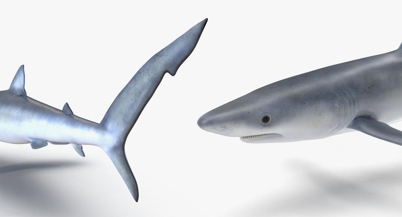 3D Rigged Sharks Big Collection model