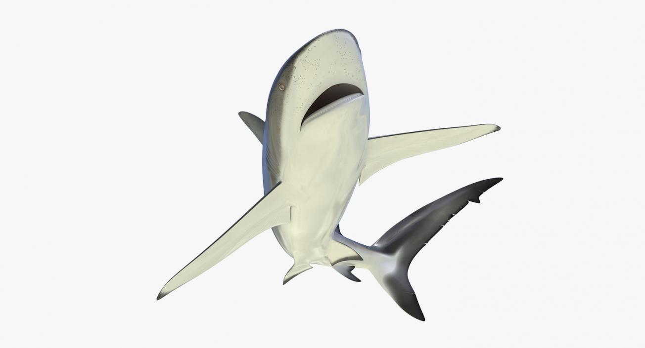 3D Rigged Sharks Big Collection model