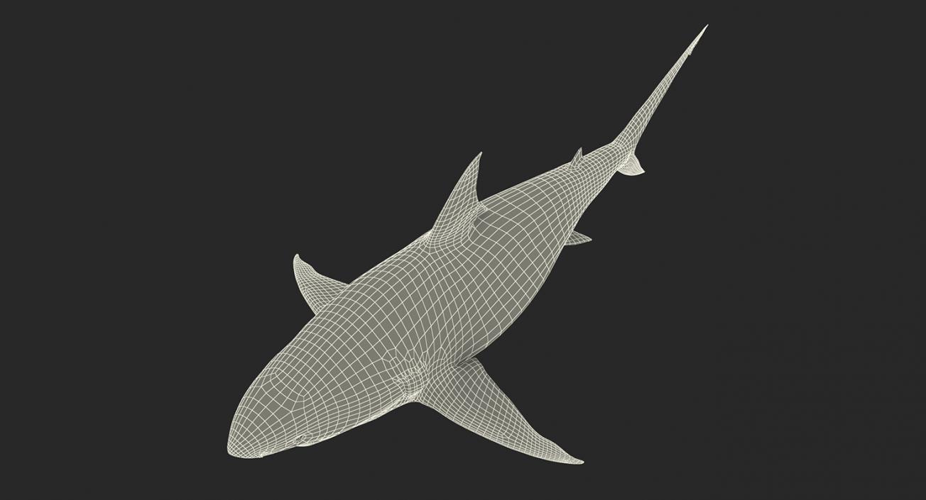 3D Rigged Sharks Big Collection model