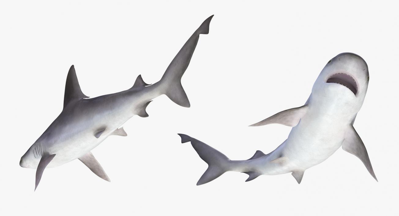 3D Rigged Sharks Big Collection model