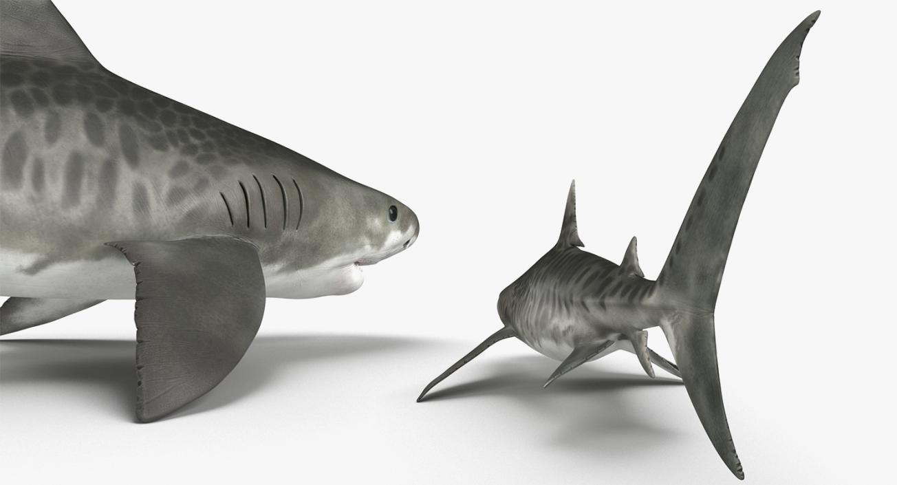 3D Rigged Sharks Big Collection model