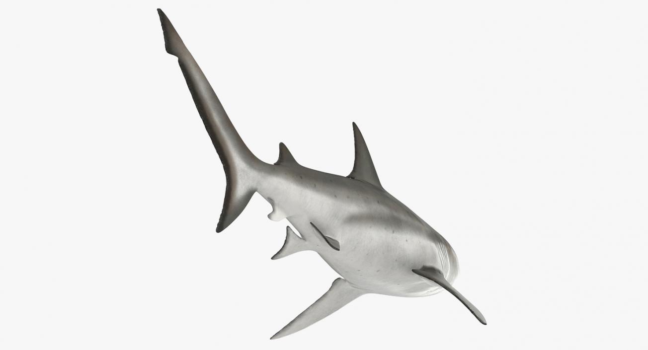 3D Rigged Sharks Big Collection model