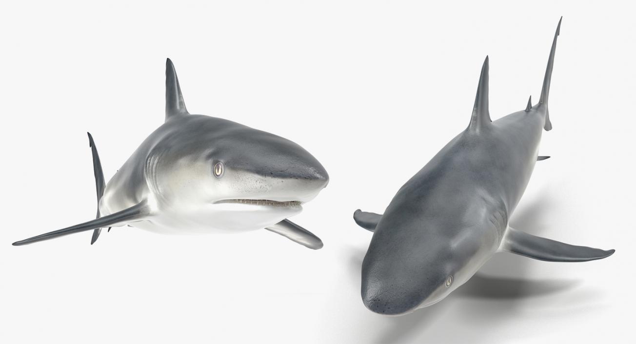 3D Rigged Sharks Big Collection model