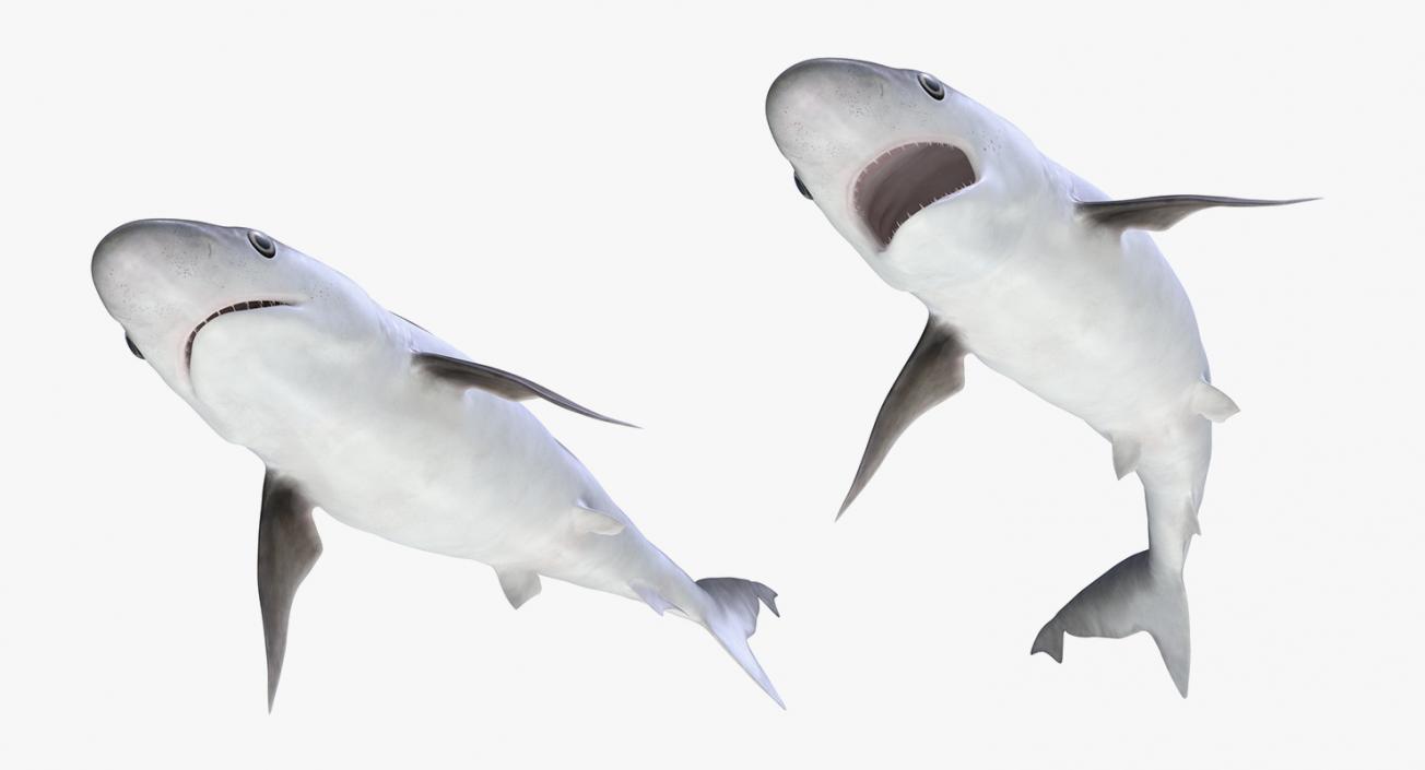 3D Rigged Sharks Big Collection model