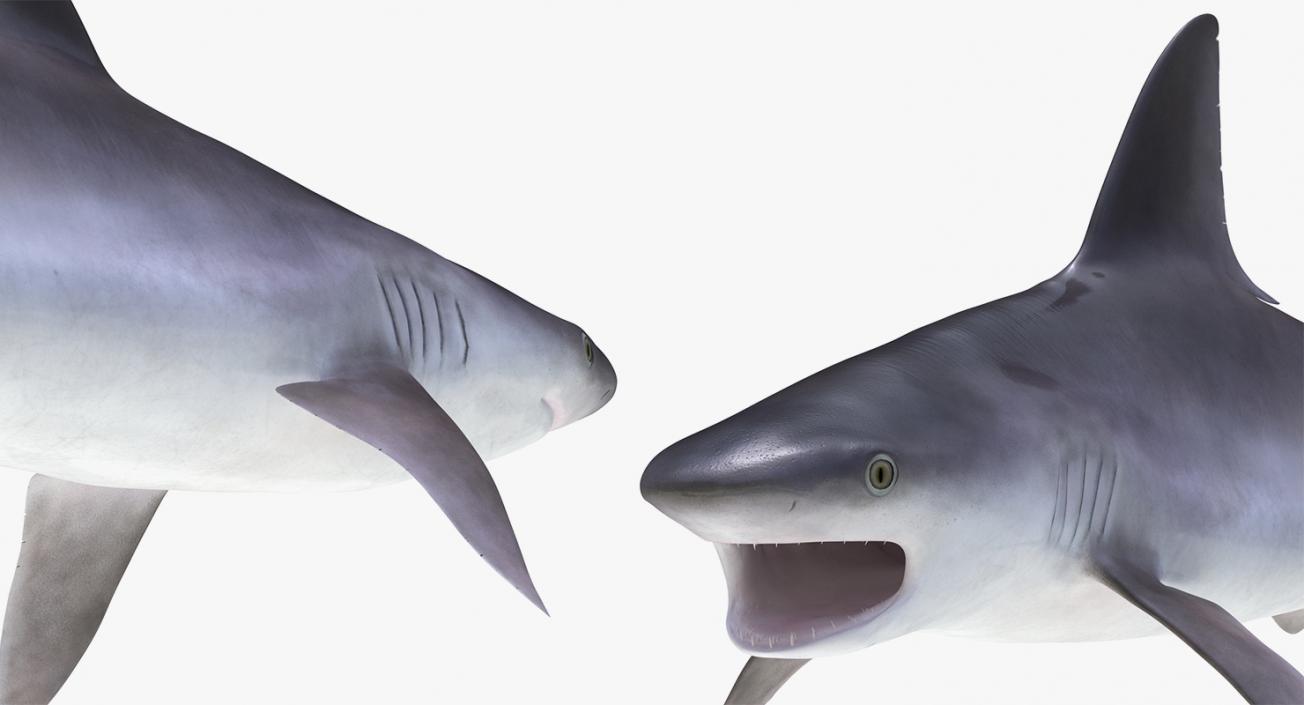 3D Rigged Sharks Big Collection model