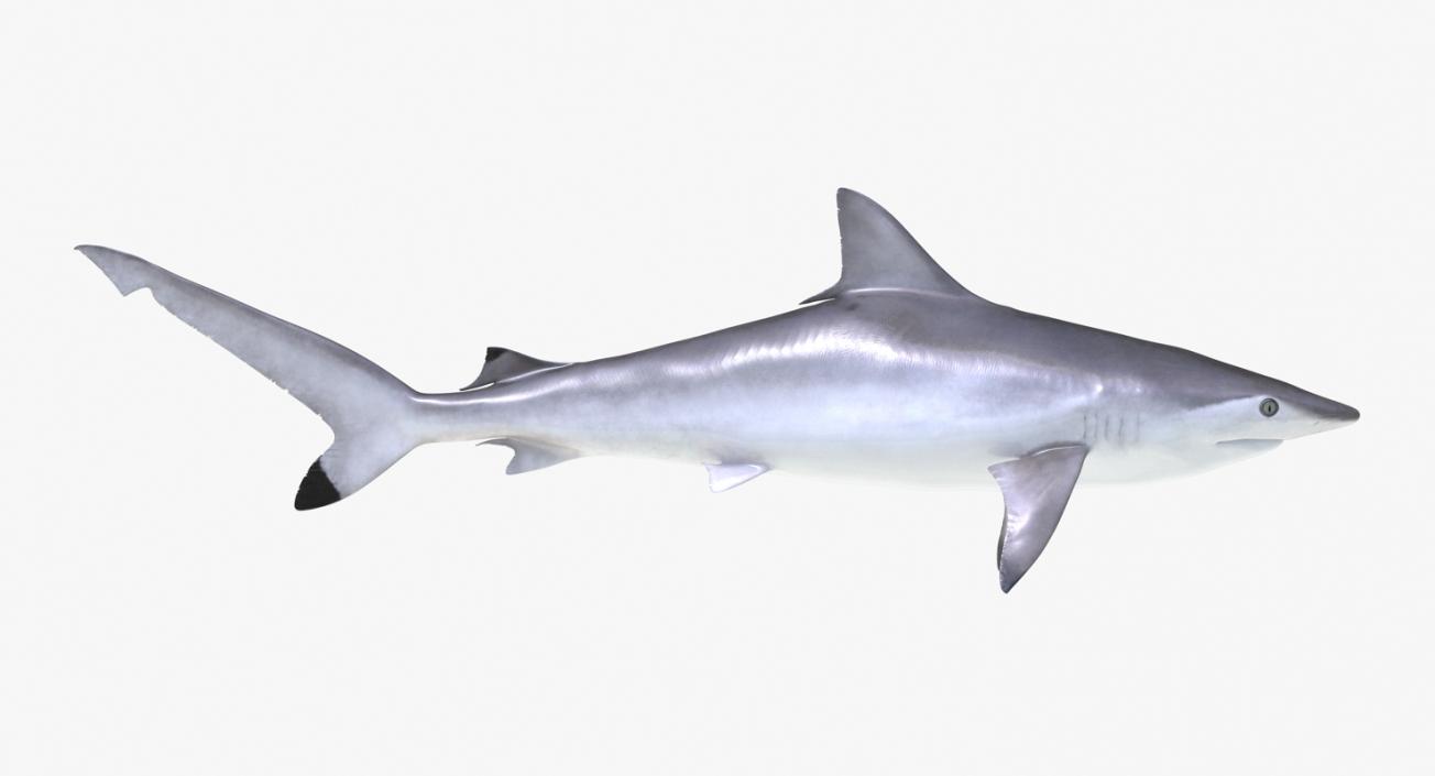 3D Rigged Sharks Big Collection model