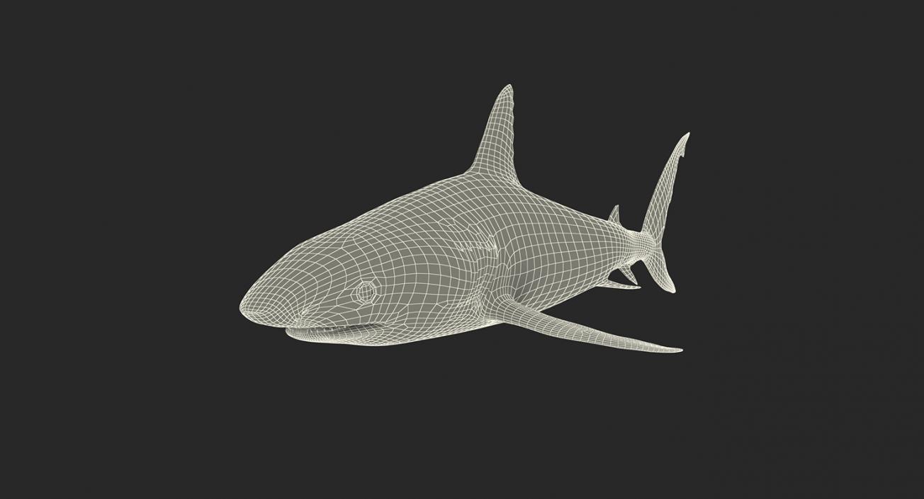 3D Rigged Sharks Big Collection model