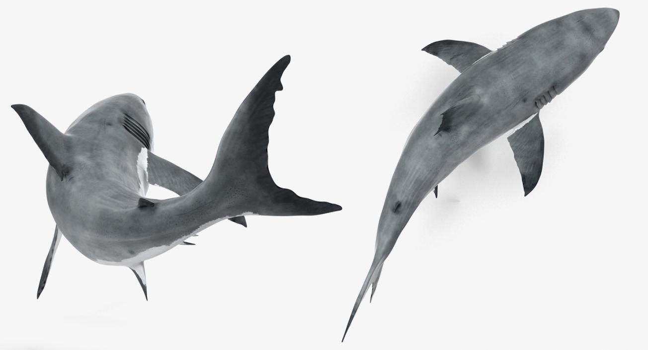 3D Rigged Sharks Big Collection model