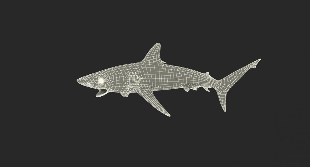 3D Rigged Sharks Big Collection model