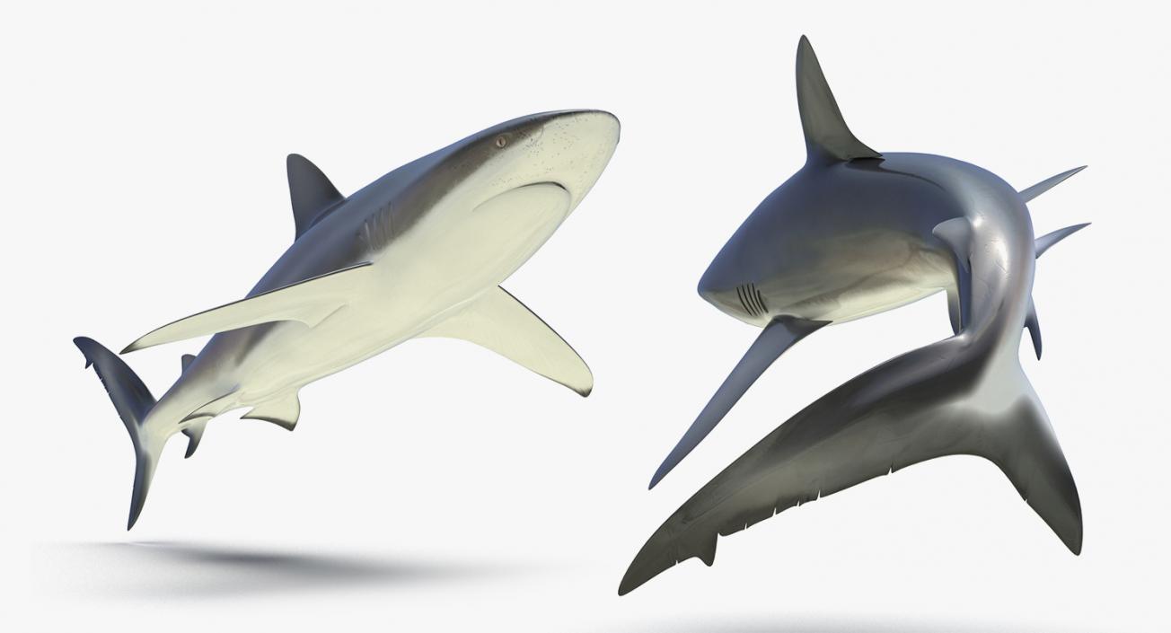 3D Rigged Sharks Big Collection model