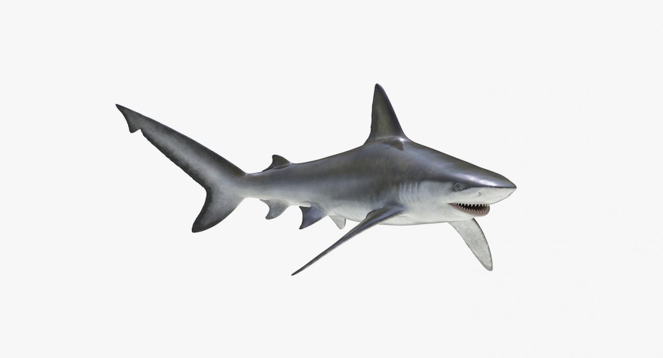 3D Rigged Sharks Big Collection model