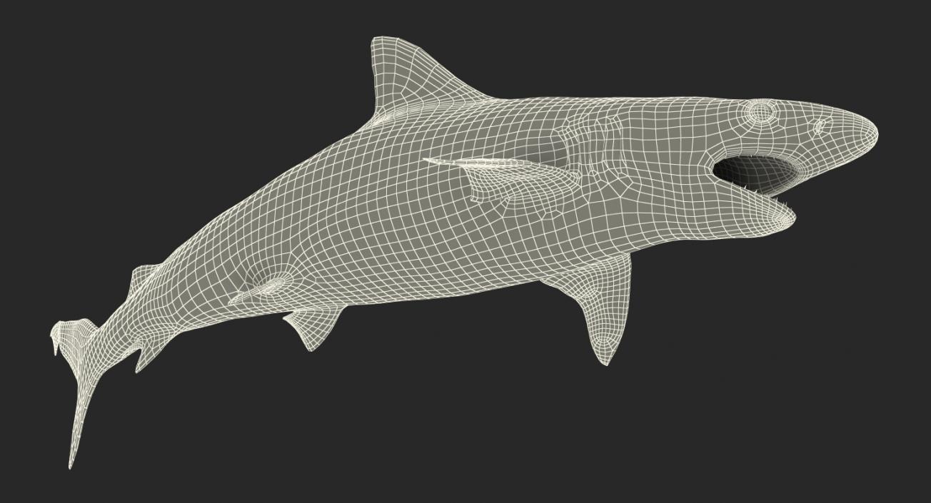 3D Rigged Sharks Big Collection model