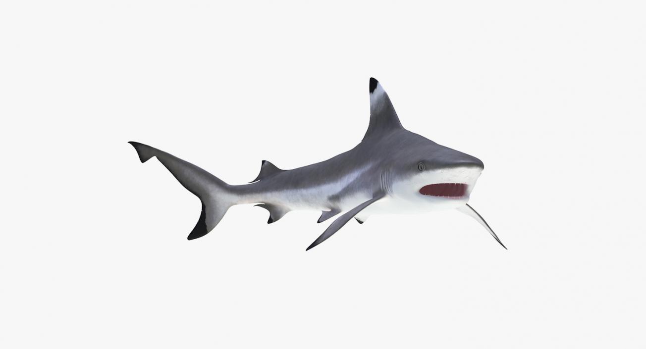 3D Rigged Sharks Big Collection model