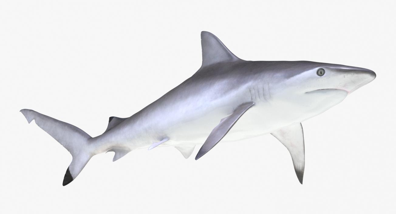 3D Rigged Sharks Big Collection model