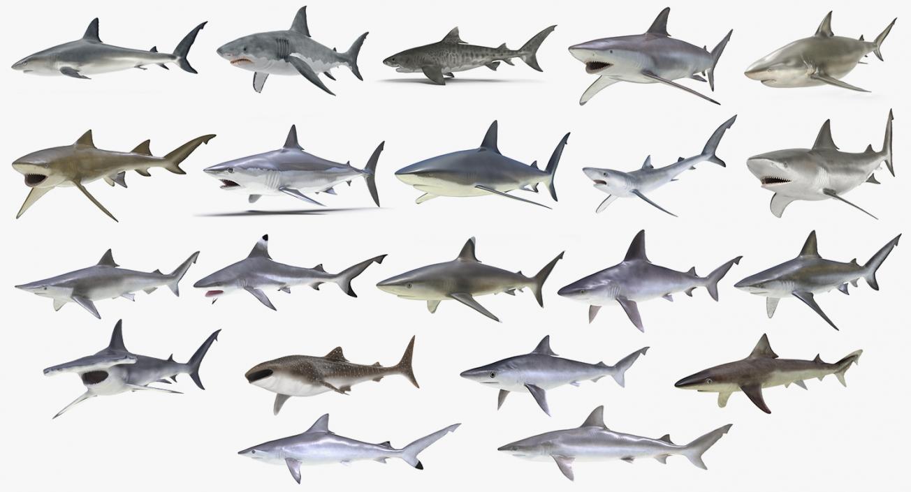 3D Rigged Sharks Big Collection model