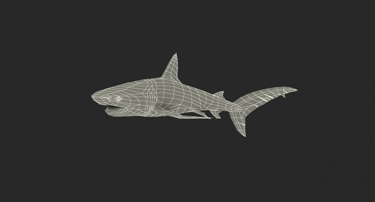 3D Rigged Sharks Big Collection model