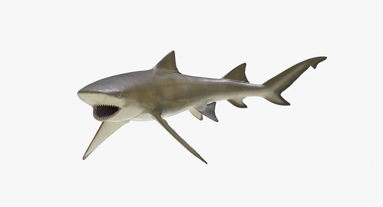 3D Rigged Sharks Big Collection model