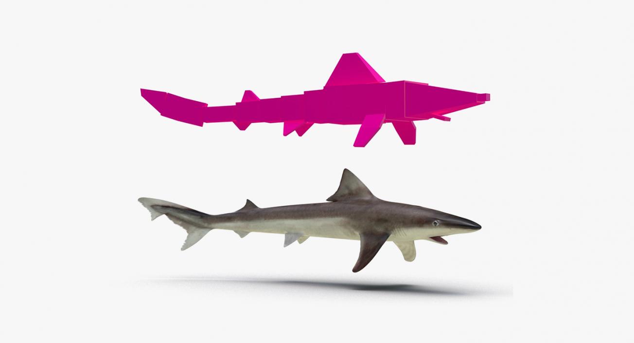 3D Rigged Sharks Big Collection model