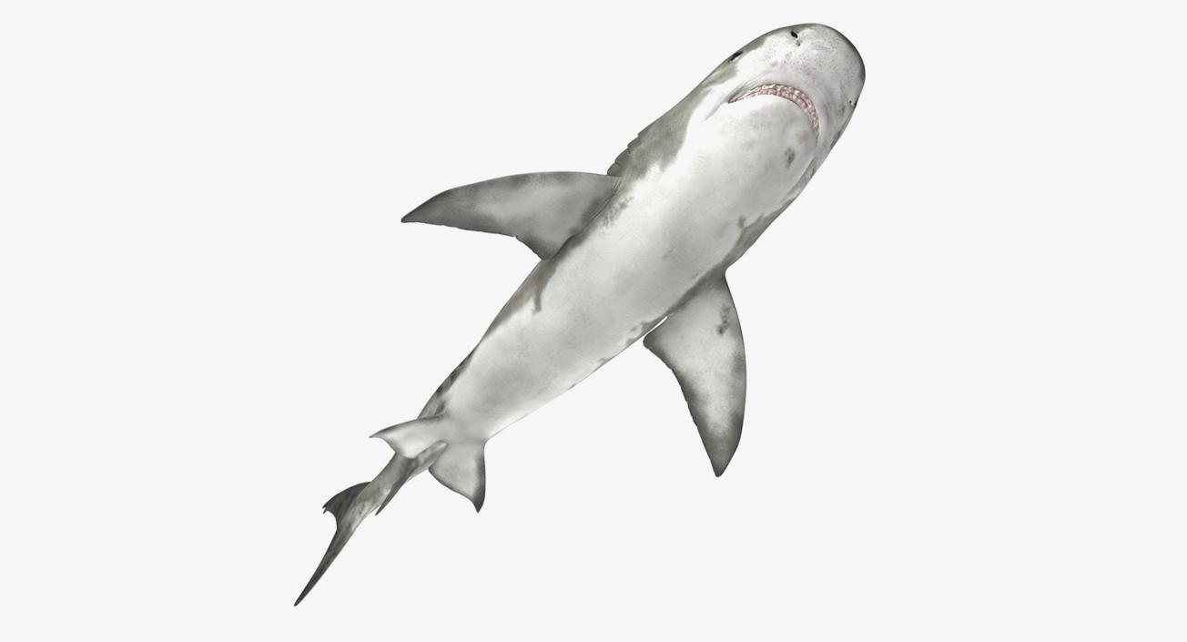 3D Rigged Sharks Big Collection model