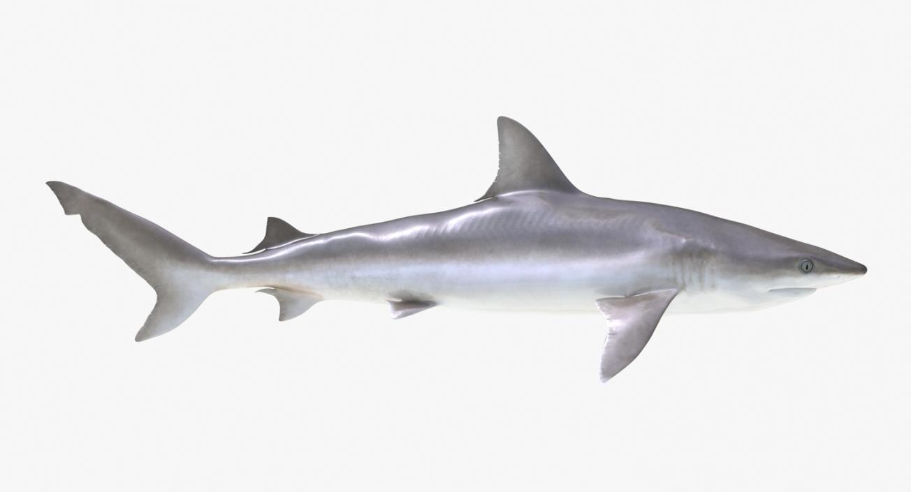 3D Rigged Sharks Big Collection model