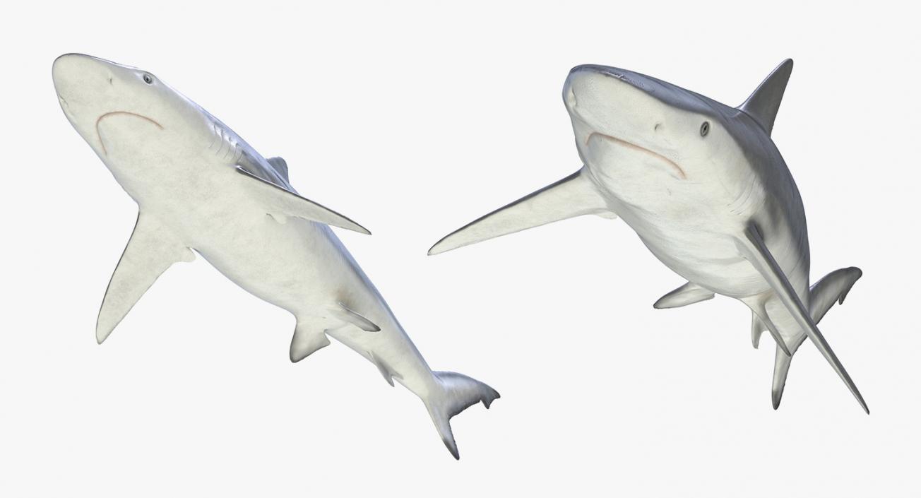 3D Rigged Sharks Big Collection model