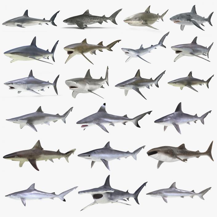 3D Rigged Sharks Big Collection model