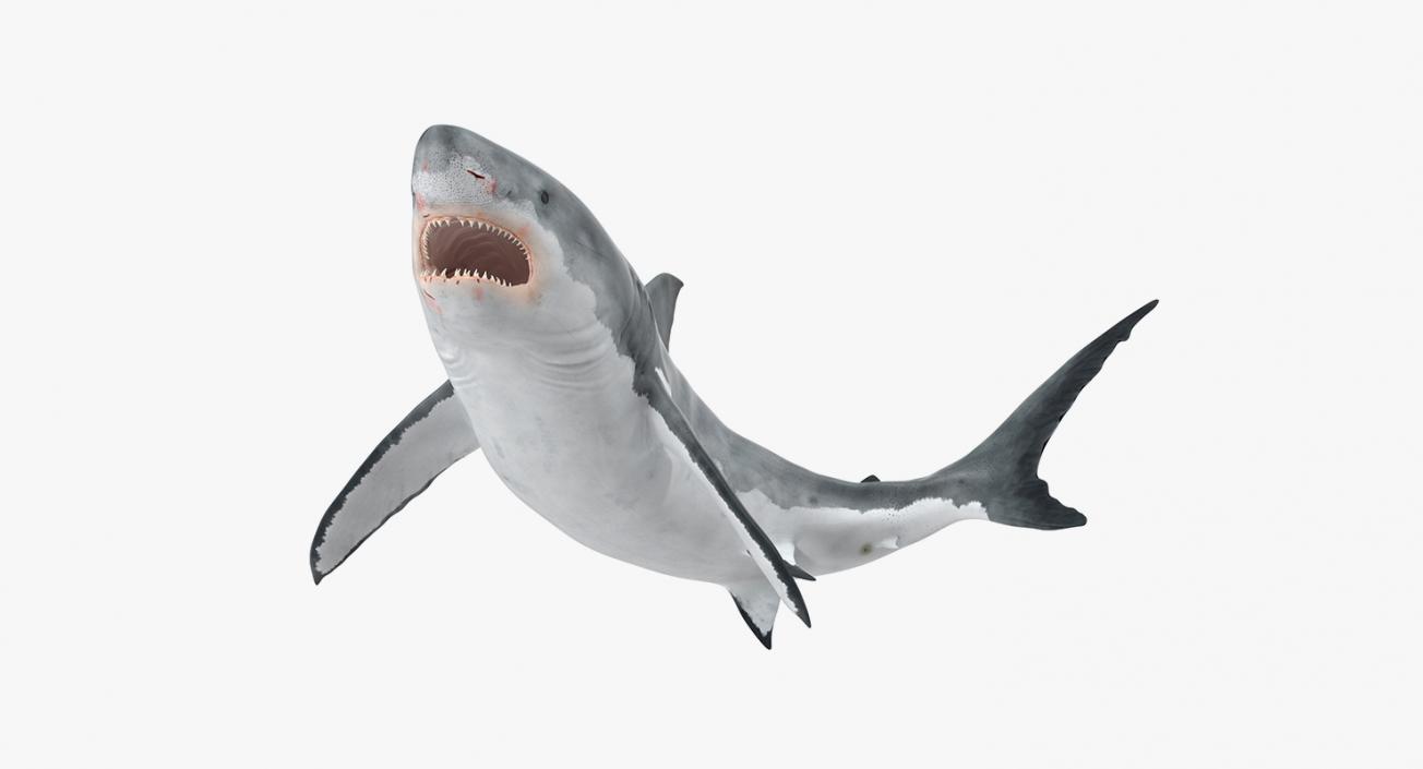 3D Rigged Sharks Big Collection model