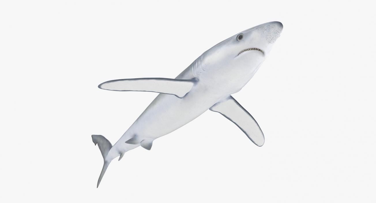 3D Rigged Sharks Big Collection model