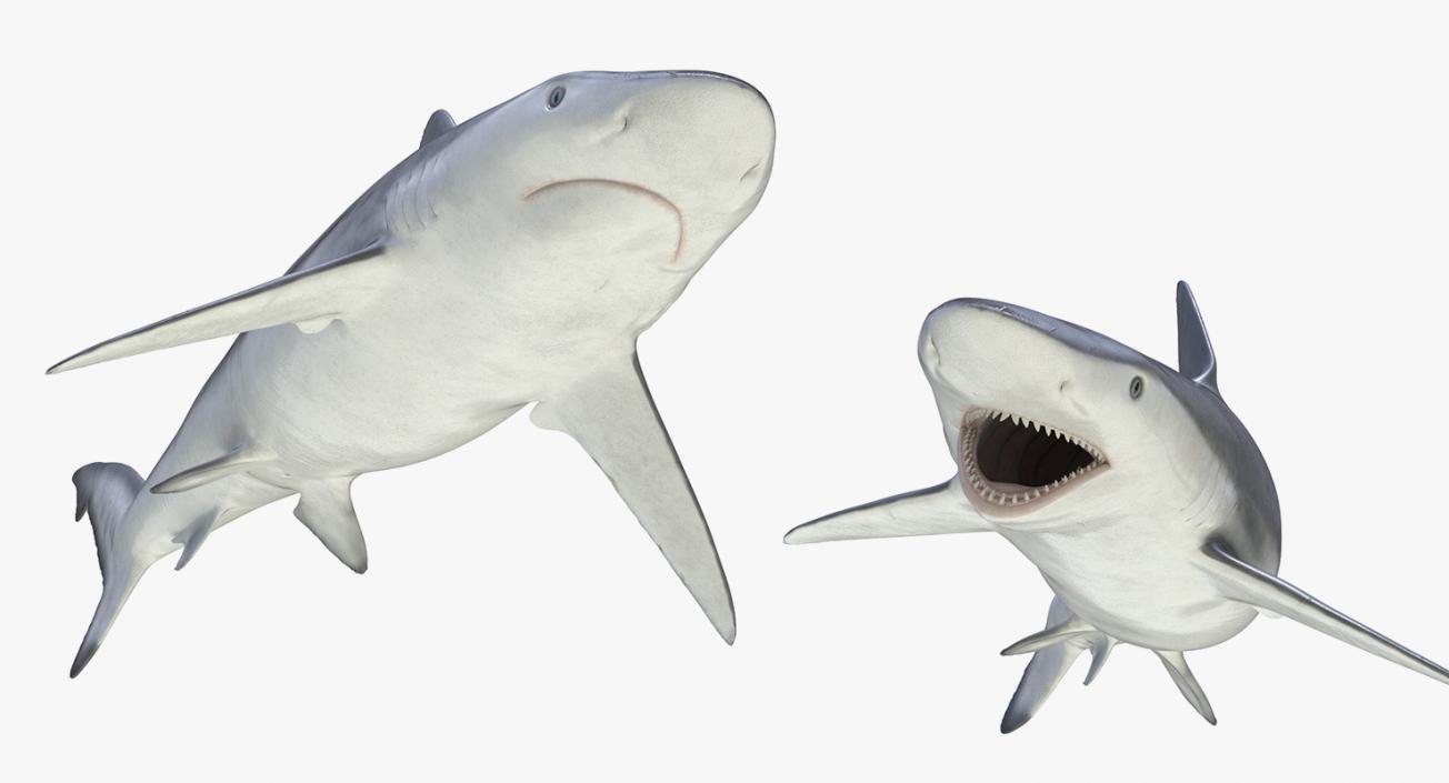 3D Rigged Sharks Big Collection model